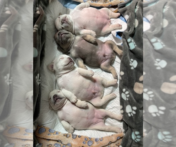 Medium Photo #1  Breeder Profile in KINGSPORT, TN, USA