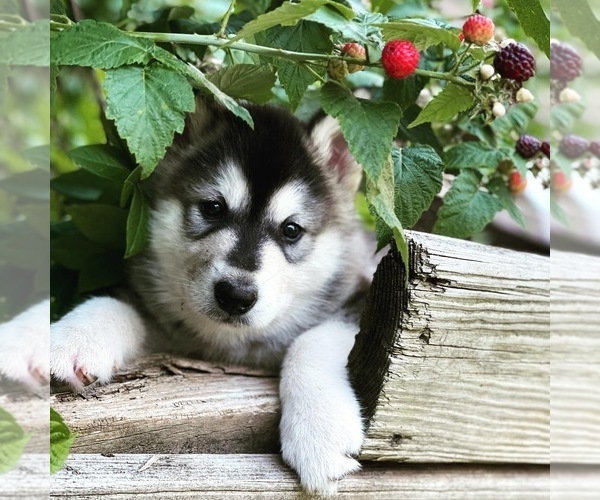 Medium Photo #107  Breeder Profile in FREDERICK, MD, USA