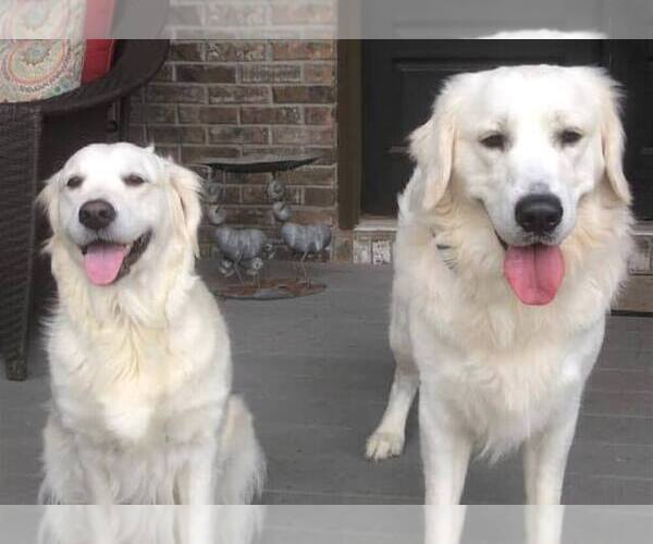 Medium Photo #1  Breeder Profile in ACWORTH, GA, USA