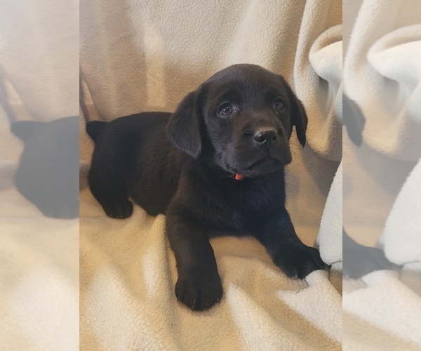 Medium Photo #1  Breeder Profile in MARCELINE, MO, USA
