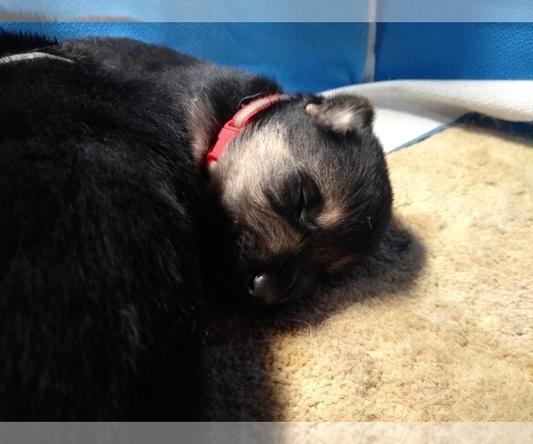 Medium Photo #1  Breeder Profile in MORAGA, CA, USA