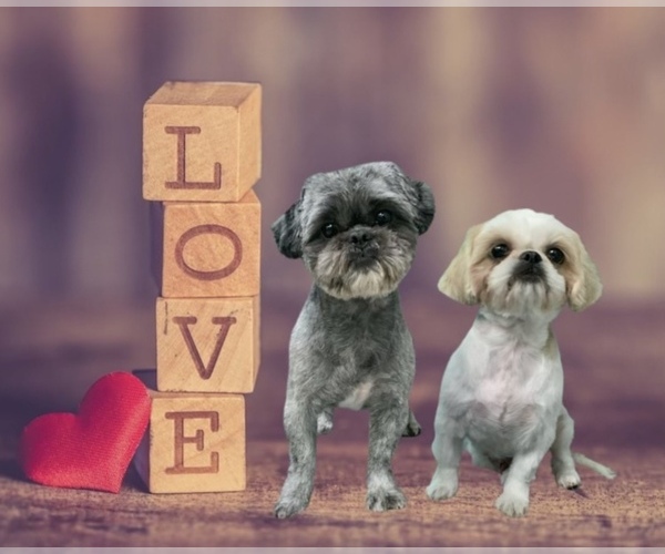 Medium Photo #1  Breeder Profile in CLEARWATER, FL, USA