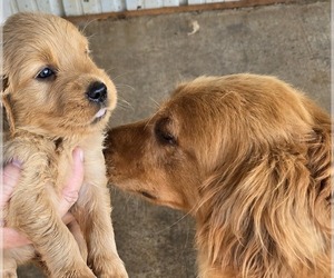 Golden Retriever Dog Breeder in HOBBS,  USA