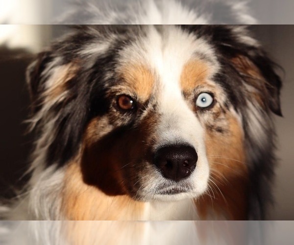 Medium Photo #1  Breeder Profile in PALM COAST, FL, USA