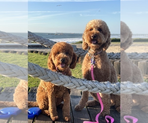 Medium Photo #1  Breeder Profile in OAKLAND, CA, USA