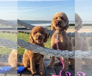 Goldendoodle Dog Breeder near OAKLAND, CA, USA