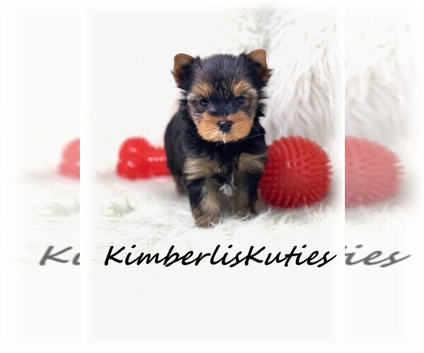 Medium Photo #7  Breeder Profile in LIPAN, TX, USA