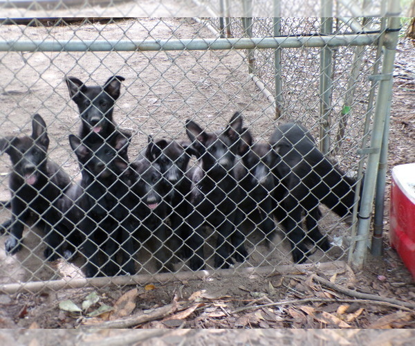 Medium Photo #3  Breeder Profile in HAMER, SC, USA