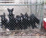 Small #2 Breeder Profile image