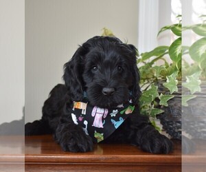 Labradoodle Dog Breeder near ANDOVER, MN, USA