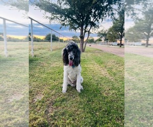 Poodle (Standard) Dog Breeder near ROSWELL, NM, USA