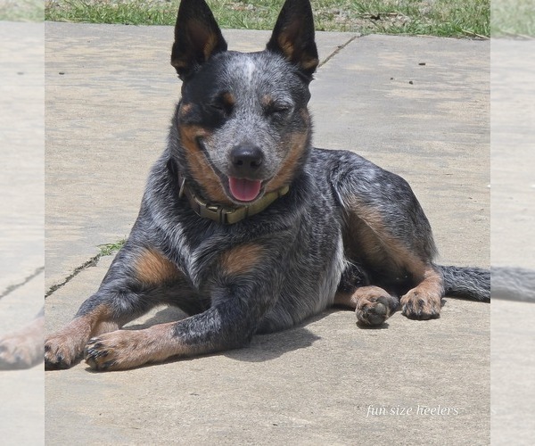 Medium Photo #16  Breeder Profile in LAURINBURG, NC, USA