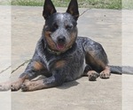 Small #15 Breeder Profile image
