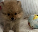 Small #33 Breeder Profile image