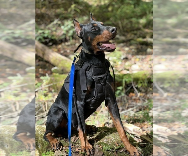Medium Photo #15  Breeder Profile in LAFAYETTE, TN, USA