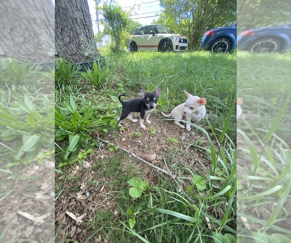 Medium Photo #1  Breeder Profile in KNOXVILLE, TN, USA
