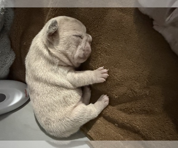 Medium Photo #9  Breeder Profile in GAHANNA, OH, USA