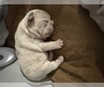 Small #8 Breeder Profile image