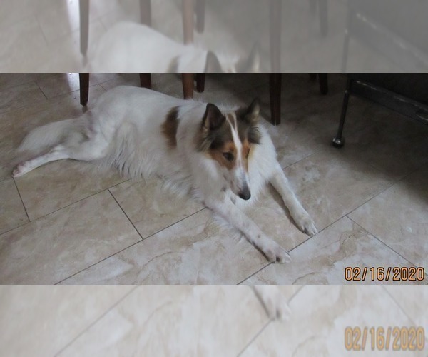 Medium Photo #13  Breeder Profile in HIGH POINT, NC, USA