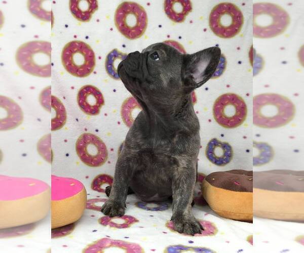 Medium Photo #8  Breeder Profile in EVERETT, WA, USA