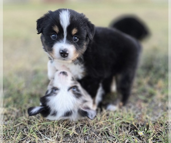 Medium Photo #1  Breeder Profile in ARLINGTON, TX, USA