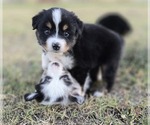 Small breeder photo