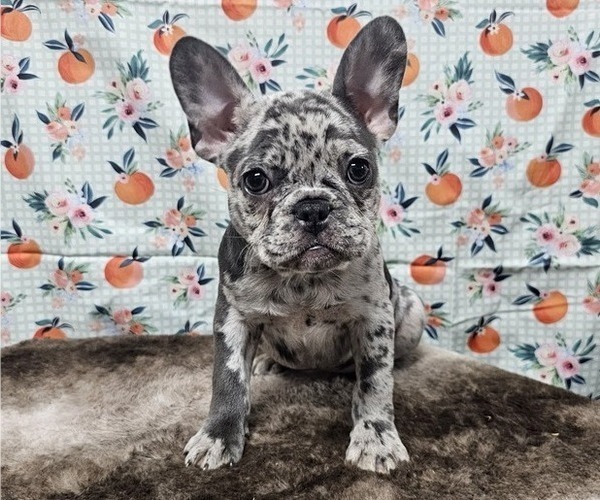 Medium Photo #6  Breeder Profile in BLAKESBURG, IA, USA
