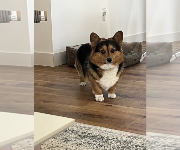 Medium Photo #1  Breeder Profile in SOUTH HAVEN, MI, USA