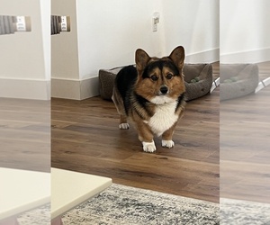 Pembroke Welsh Corgi Dog Breeder near SOUTH HAVEN, MI, USA