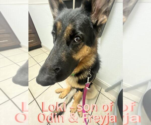 Medium Photo #29  Breeder Profile in NEWNAN, GA, USA