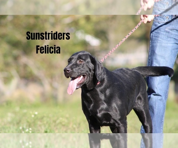 Medium Photo #36  Breeder Profile in NEOLA, WV, USA