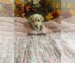 Small Photo #8  Breeder Profile in BLANCHESTER, OH, USA