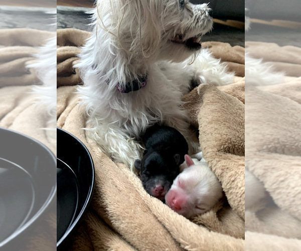 Medium Photo #14  Breeder Profile in FARMINGTON, MN, USA