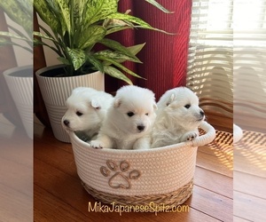 Japanese Spitz Dog Breeder near PICKERINGTON, OH, USA