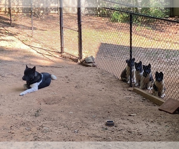 Medium Photo #91  Breeder Profile in MCDONOUGH, GA, USA