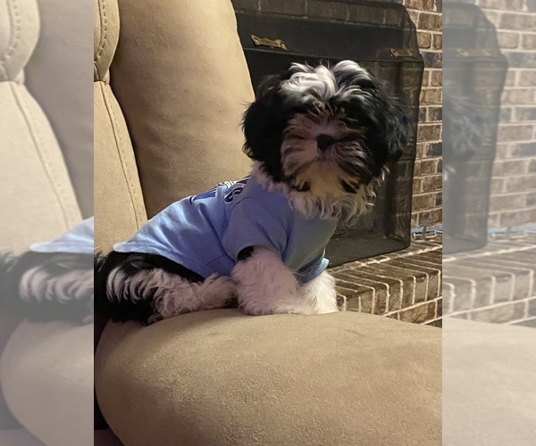 Medium Photo #1  Breeder Profile in LITHONIA, GA, USA
