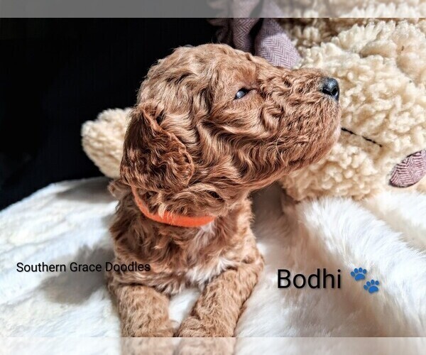 Medium Photo #105  Breeder Profile in GASTONIA, NC, USA