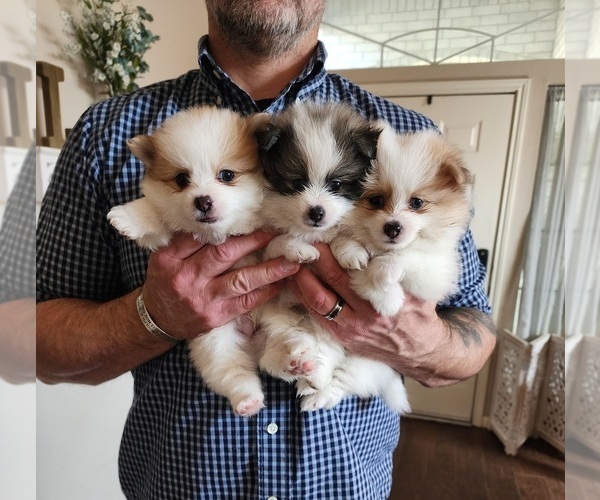 Medium Photo #16  Breeder Profile in NEW BRAUNFELS, TX, USA