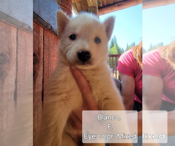 Medium Photo #6  Breeder Profile in PRIEST RIVER, ID, USA