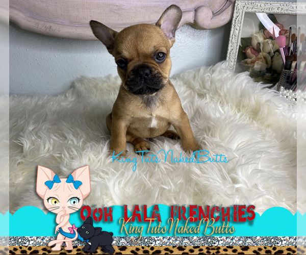 Medium Photo #1  Breeder Profile in HOUSTON, TX, USA