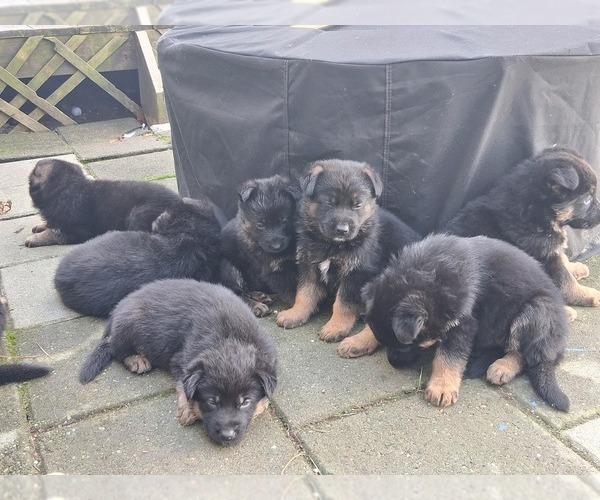 Medium Photo #5  Breeder Profile in WEST YARMOUTH, MA, USA
