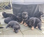 Small #4 Breeder Profile image