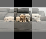Small #8 Breeder Profile image