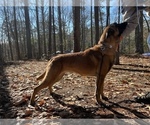 Small Photo #6  Breeder Profile in CONYERS, GA, USA