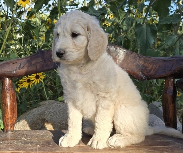 Medium Photo #3  Breeder Profile in GARDNERVILLE, NV, USA