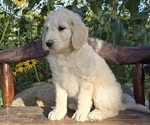 Small #2 Breeder Profile image