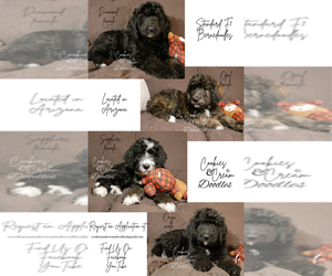 Bernedoodle Dog Breeder near MESA, AZ, USA