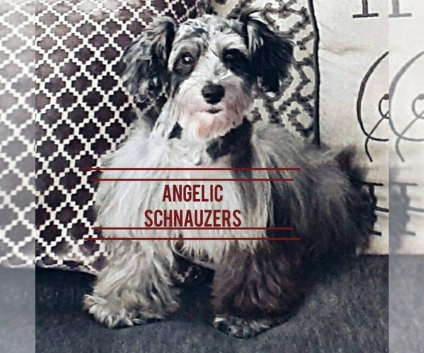 Medium Photo #1  Breeder Profile in TOLLESON, AZ, USA