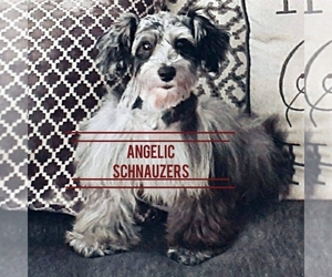 Schnauzer (Miniature) Dog Breeder near TOLLESON, AZ, USA