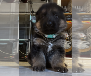 German Shepherd Dog Dog Breeder near WATERBURY, CT, USA
